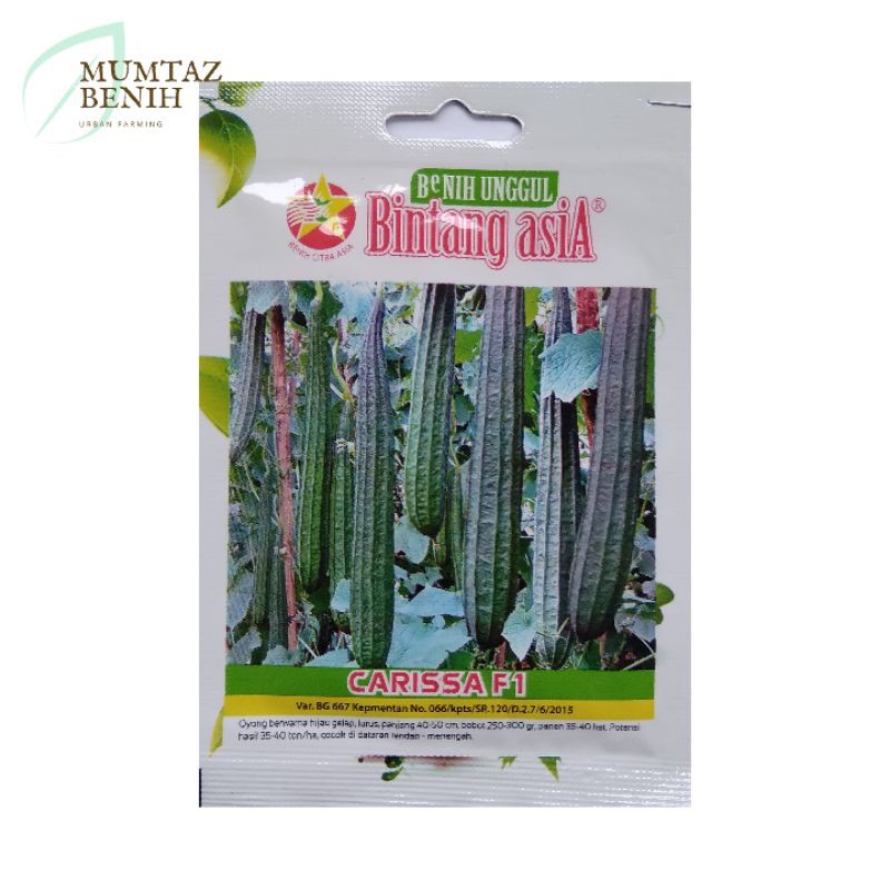 Benih Oyong Carissa F1 (Bintang Asia)