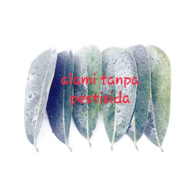 

Daun sirsak super fresh 500grm
