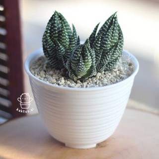 Haworthia POT  putih  CLUSTER indukan bunga sukulen zebra 
