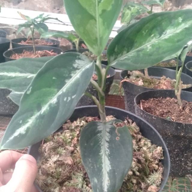 Aglaonema Pictum Tricolor (baby/small)
