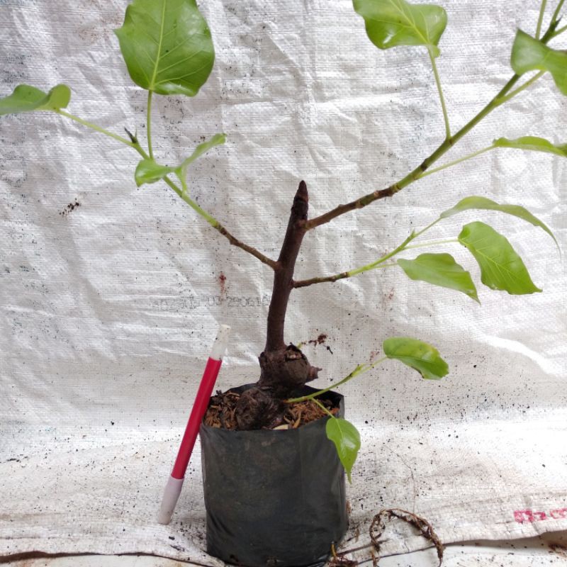 Bahan Bonsai Ficus religiosa atau Ficus bodhi