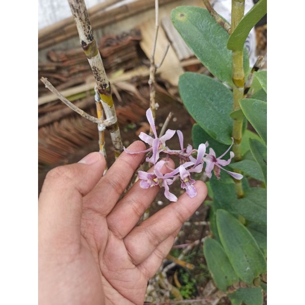 Anggrek Dendrobium lineale Blue junggle