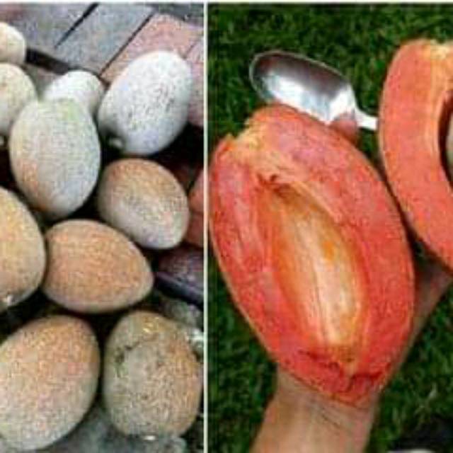 Bibit memey sapote