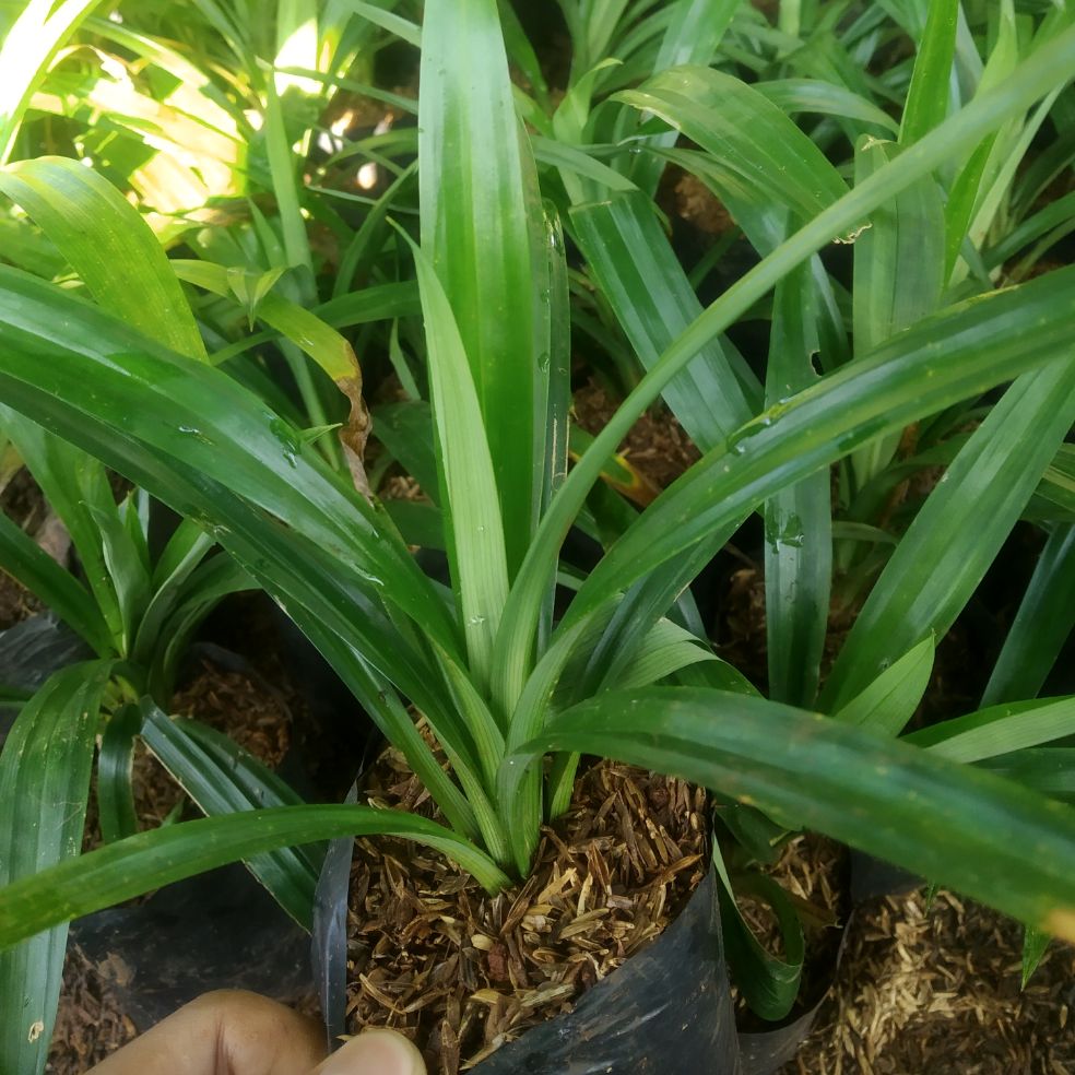 Jual Tanaman Hias Pandan Wangi Bibit Pohon Hias Pandan Wangi Pandan Wangi Shopee Indonesia