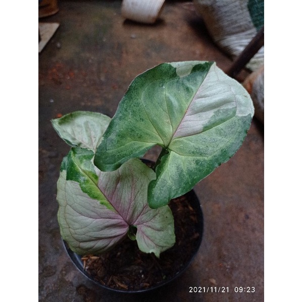 Rose - Syngonium T24