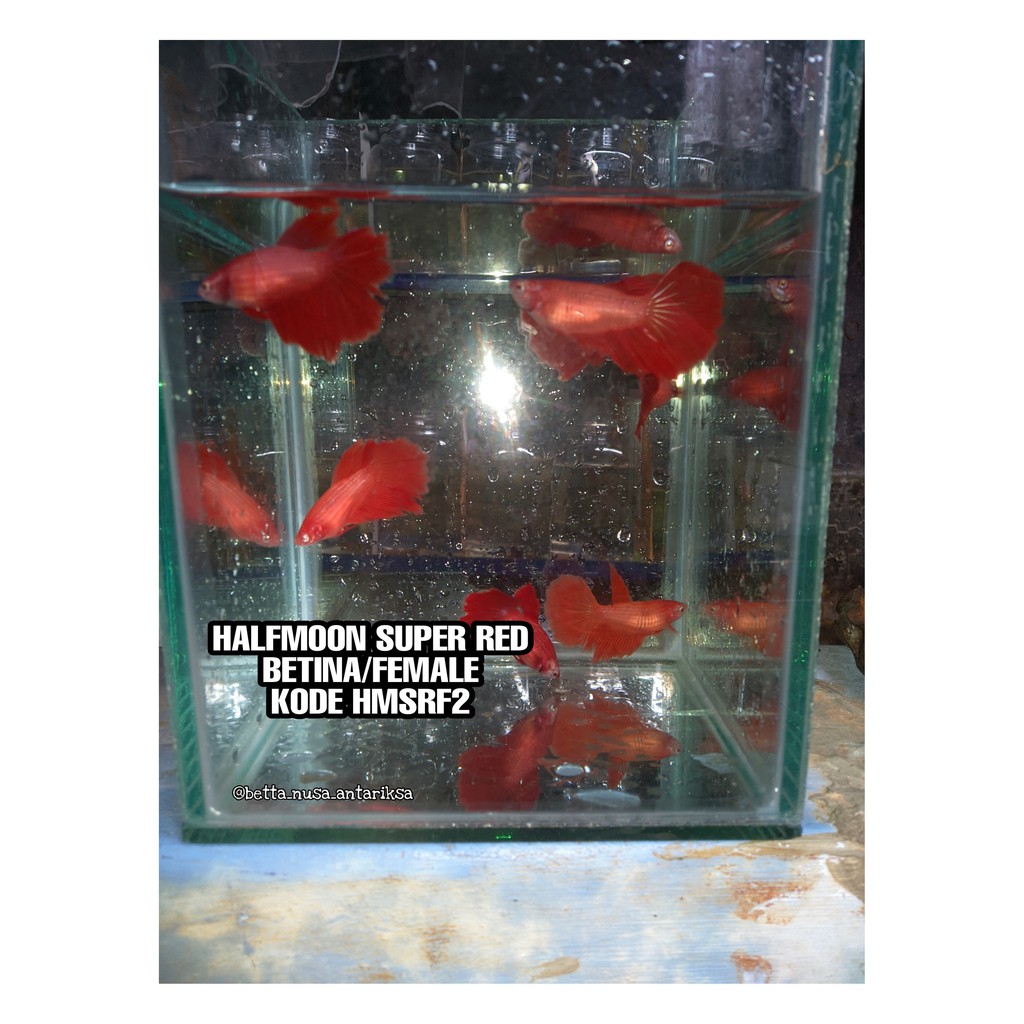 Halfmoon Super Red - Female/Betina - Ikan Cupang