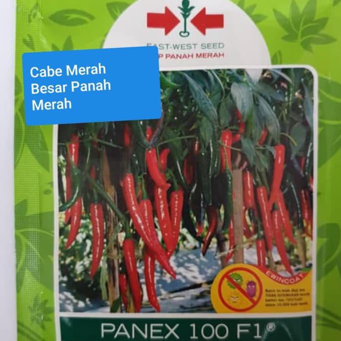 

Cabe Merah Besar Panah Merah Anehid90 Ayo Order
