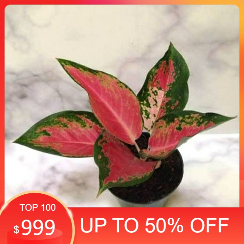 TANAMAN HIAS AGLONEMA KOCIN PARAMUAY