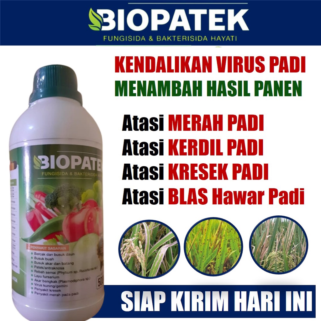 500 ML Biopatek Obat Semprot Hama Kuning Kerdil Daun Padi Terampuh - Terbaru Obat Hama Kuning Kerdil