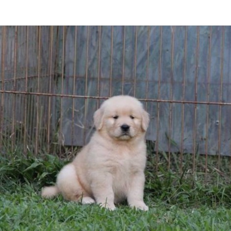 22++ Harga anjing golden retriever puppy terbaru
