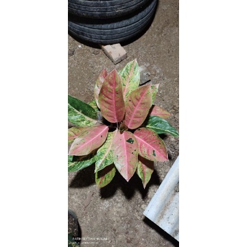 Aglonema bigroy rumpun