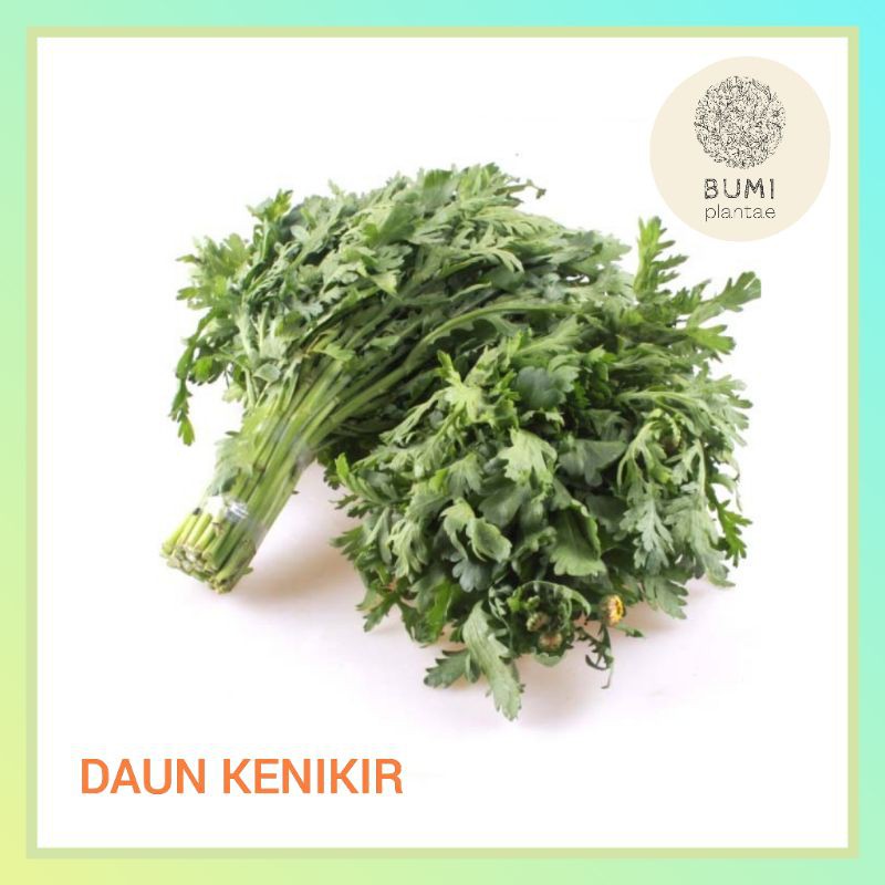 

Daun Kenikir 500 gram - Sayur Segar