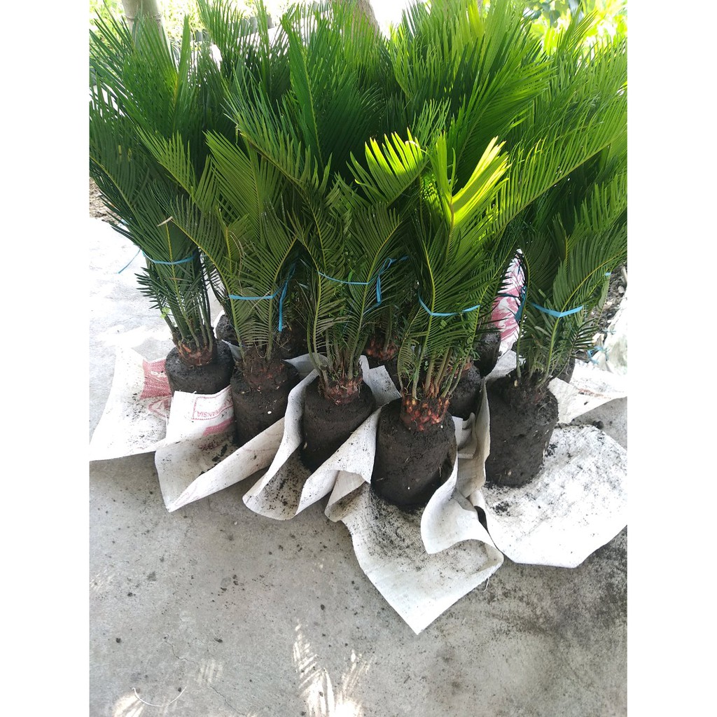 Bibit Bunga Hias Mawar Jambi Besar