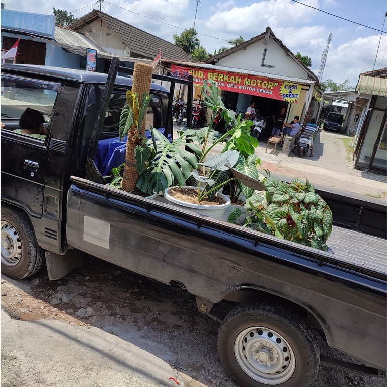 Ready Tanaman Hias Caladium Red Clone - Keladi Red Clone