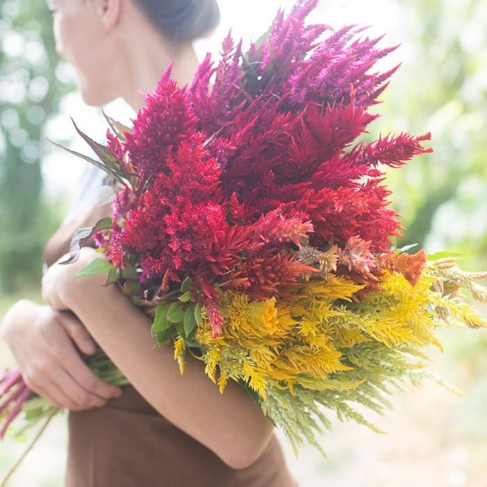 Benih-Bibit Bunga Celosia Pampas Plume Mix (Haira Seed)