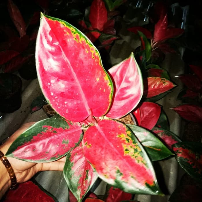 tanaman hias aglonema suksom jaipong _aglonema suksom jaipong