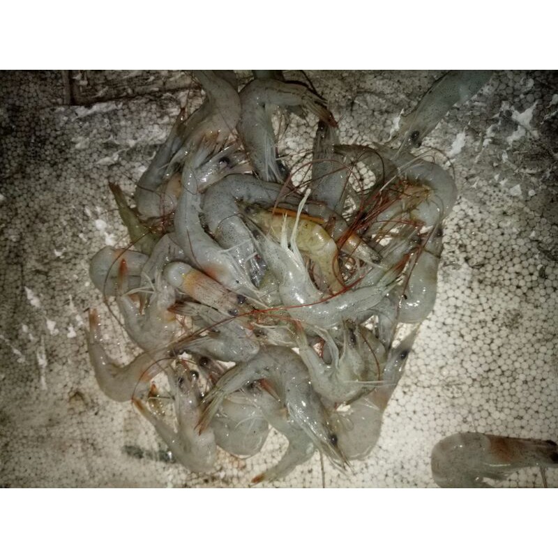 

udang peci(1kg)