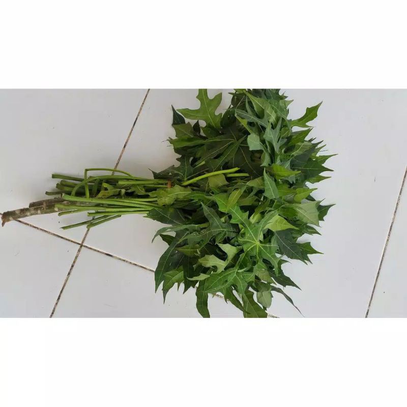 

daun pepaya jepang pepaya sayur daun gedhi per ikat