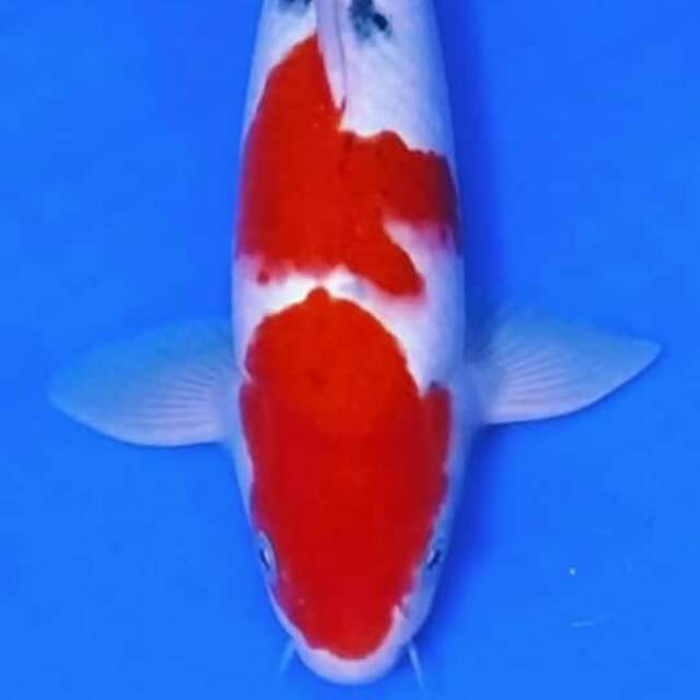 penumbrakoi