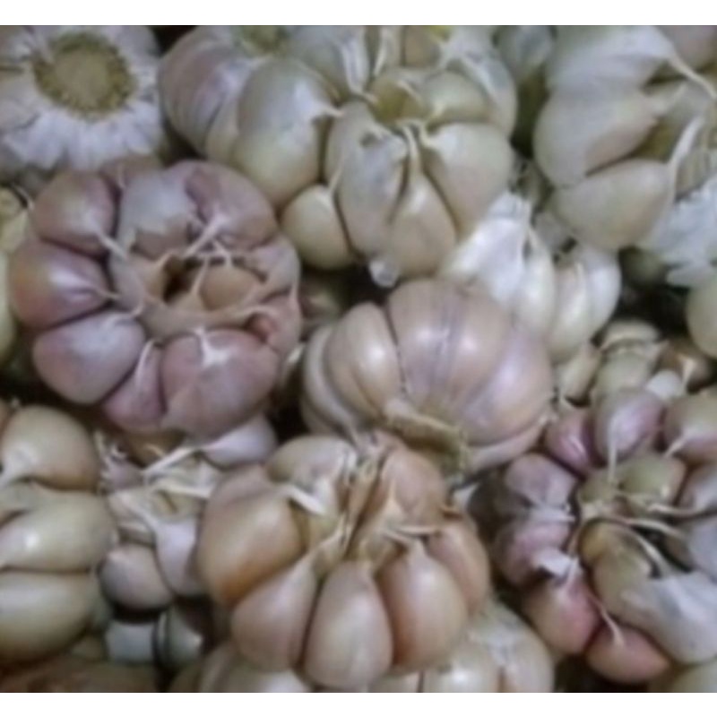 

Bawang putih ukuran 250gr, 500gr dan 1000gr