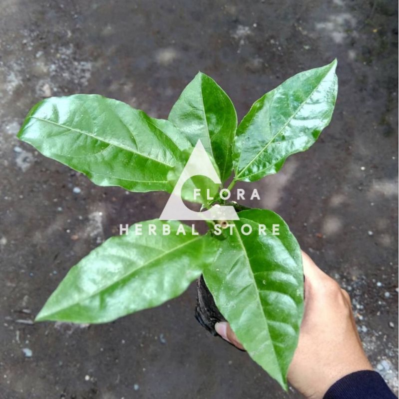 Markisa manis I bibit markisa manis I siap tanam