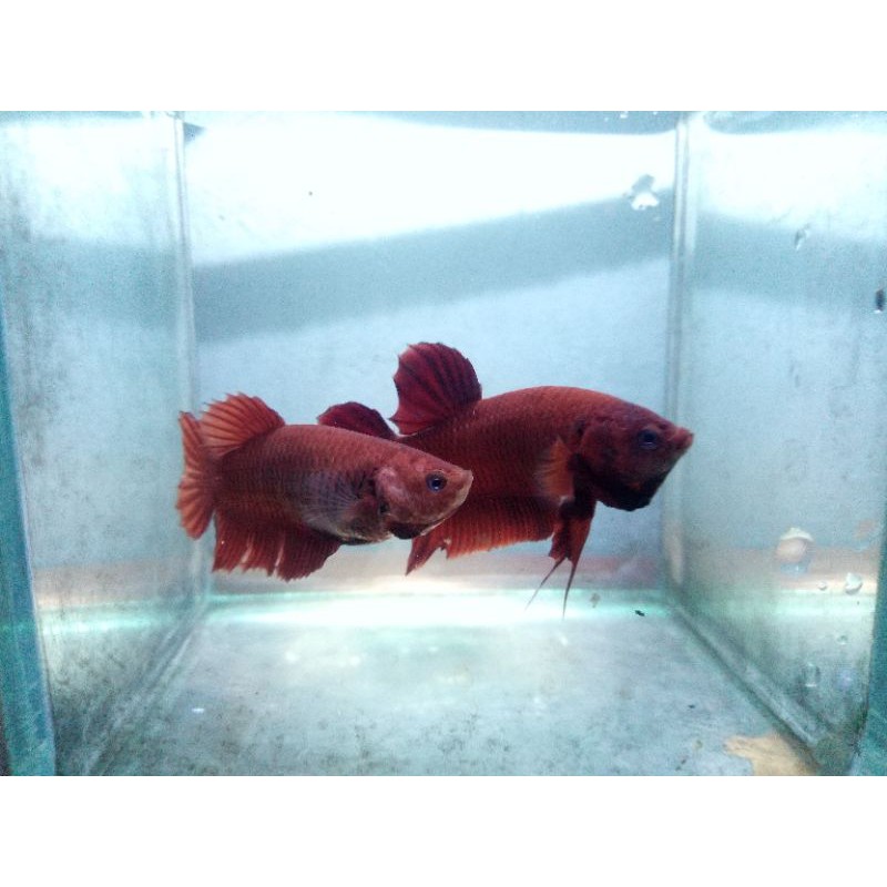 Cupang super red sepasang siap breed real picture
