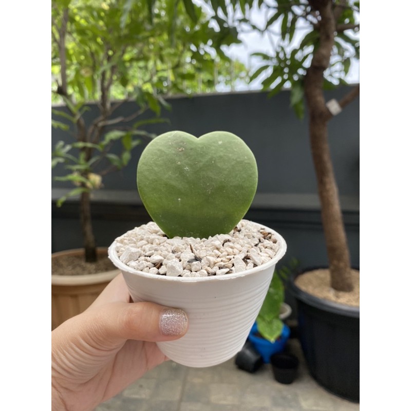 kaktus hoya love Kerii Sekulen
