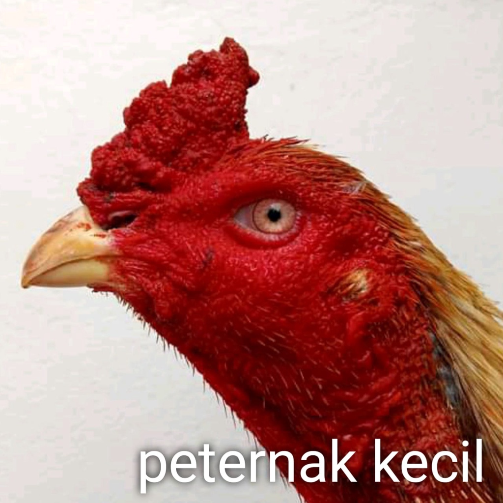 ayam bangkok ganoi telur fertil pakhoy mix ganoi super pukul