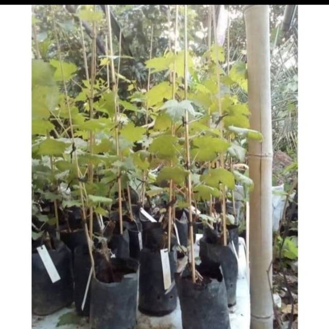 Bibit Anggur Import GIOVANI Grafting