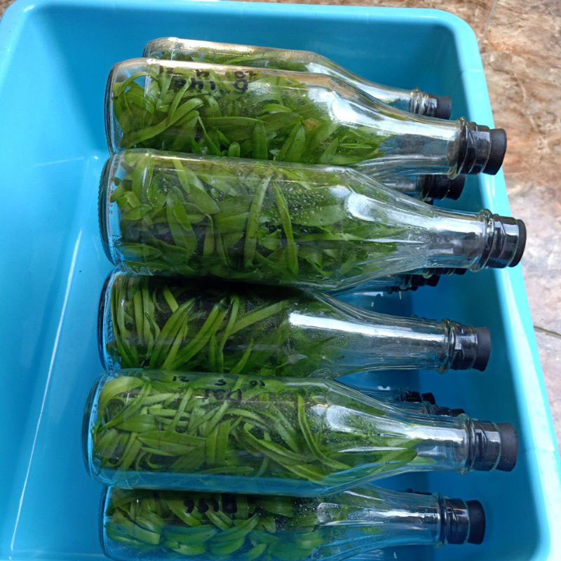 ANGGREK BOTOL SIAP AKLIM ID SILANGAN KRITING