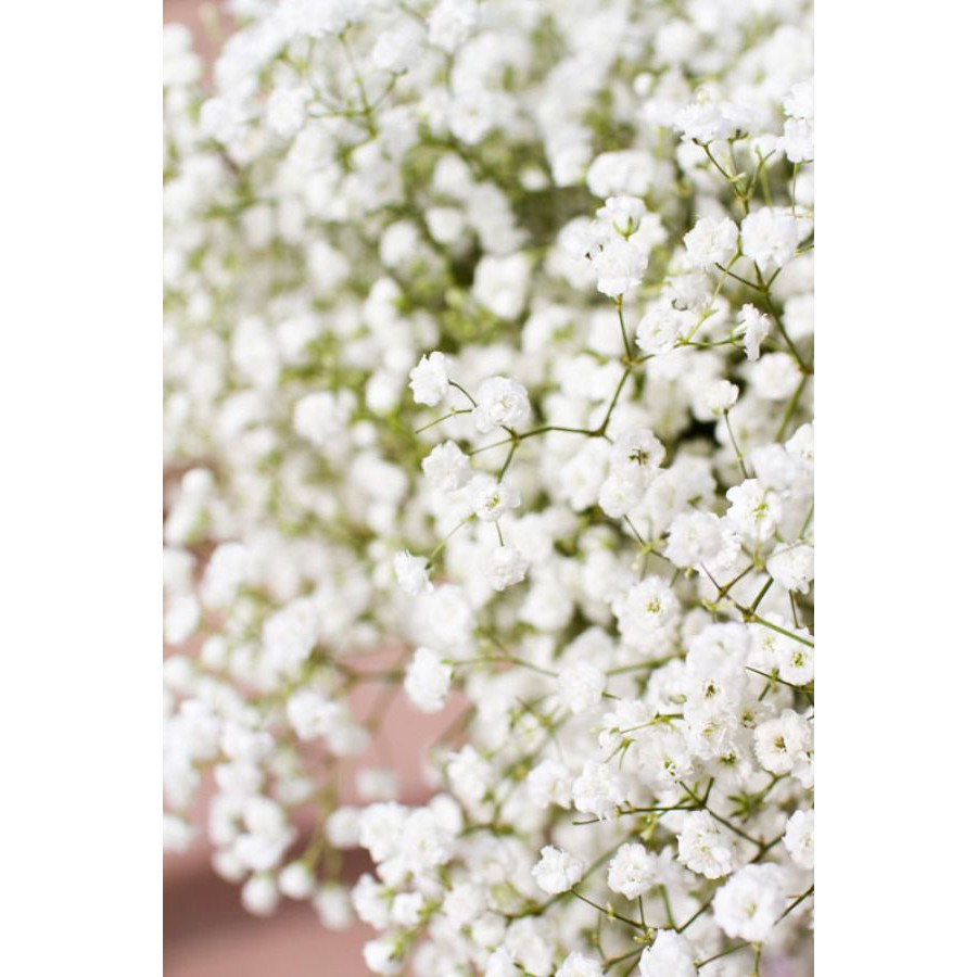 Benih Bibit Biji - Bunga White Baby Breath Putih Gypsophila Elegans Single Alba Flower Seeds - IMPORT