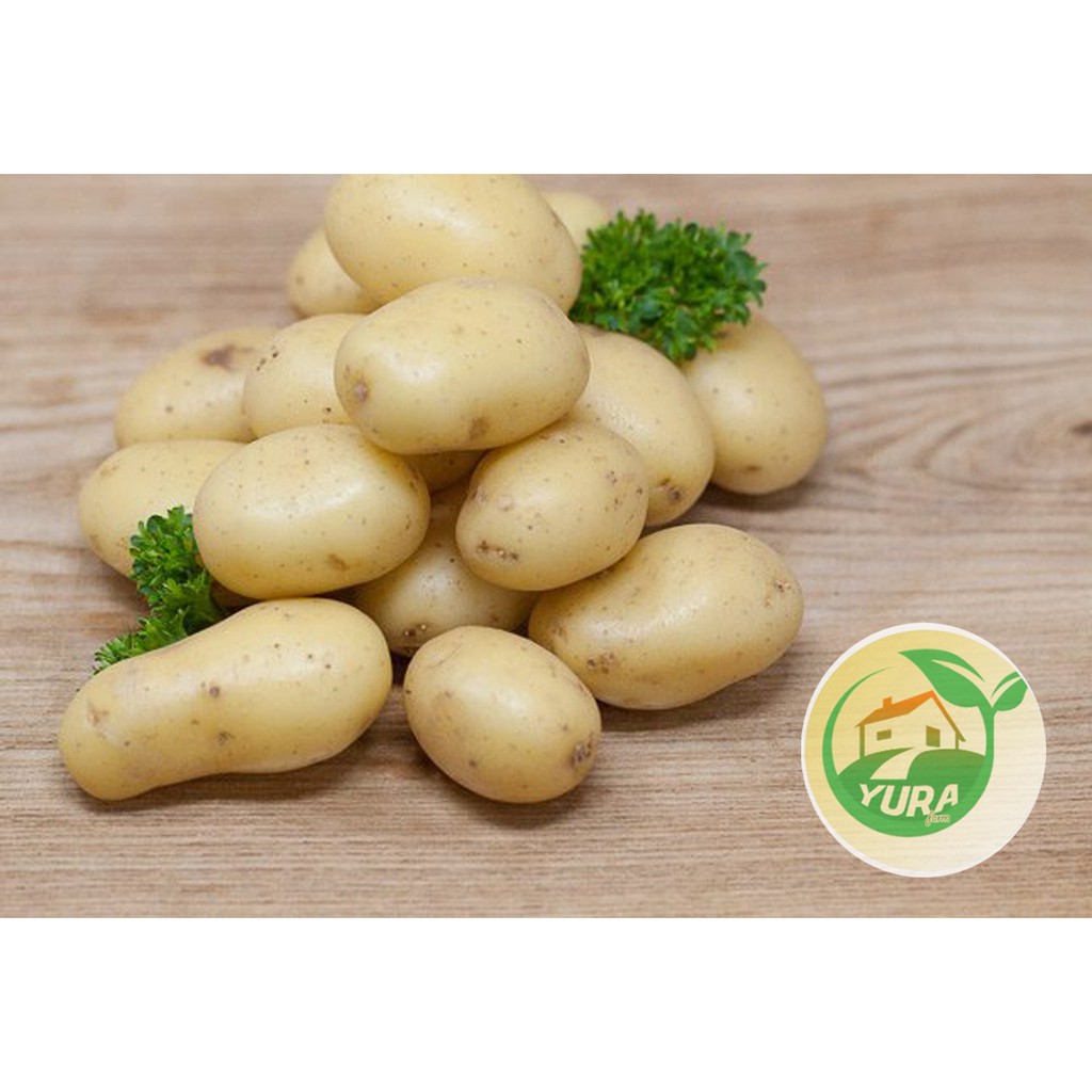 

BABY POTATO Organik 100% Sayur Segar Organic