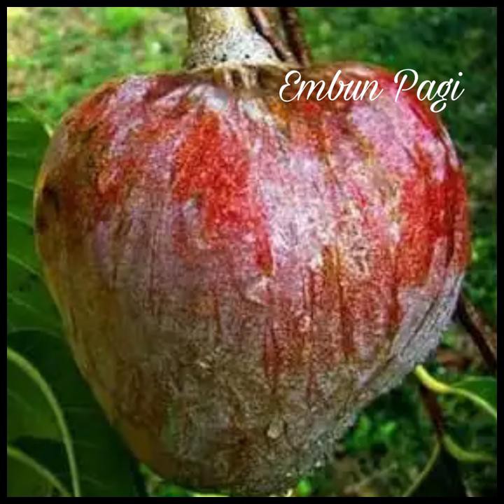 BIBIT POHON BUAH MULWO LANGKA