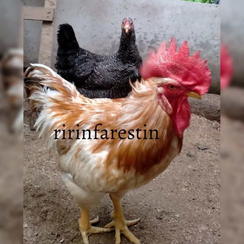 

telur tetas ayam barred rock original X ayam merawang
