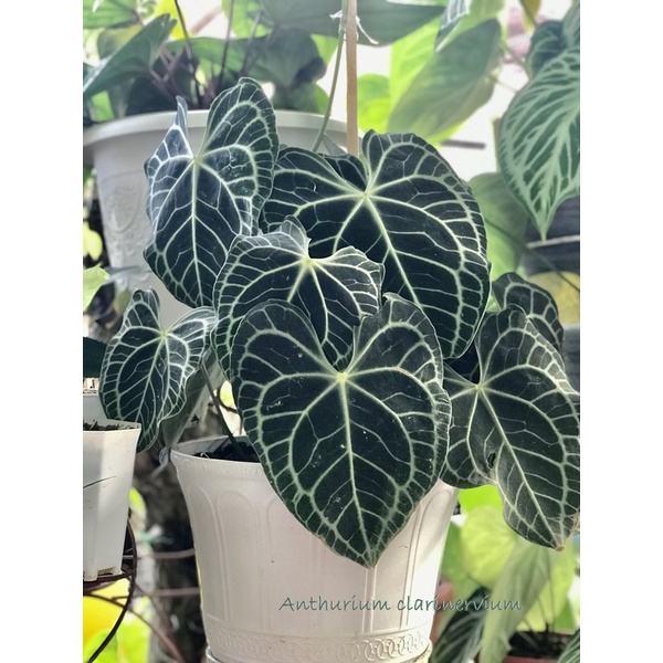 Anthurium Clarinervium Anthurium Love