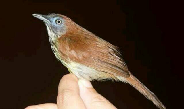 Featured image of post Burung Jenggot Mini Jawa Masteran kicau burung cucak jenggot dan burung cica koreng depyak