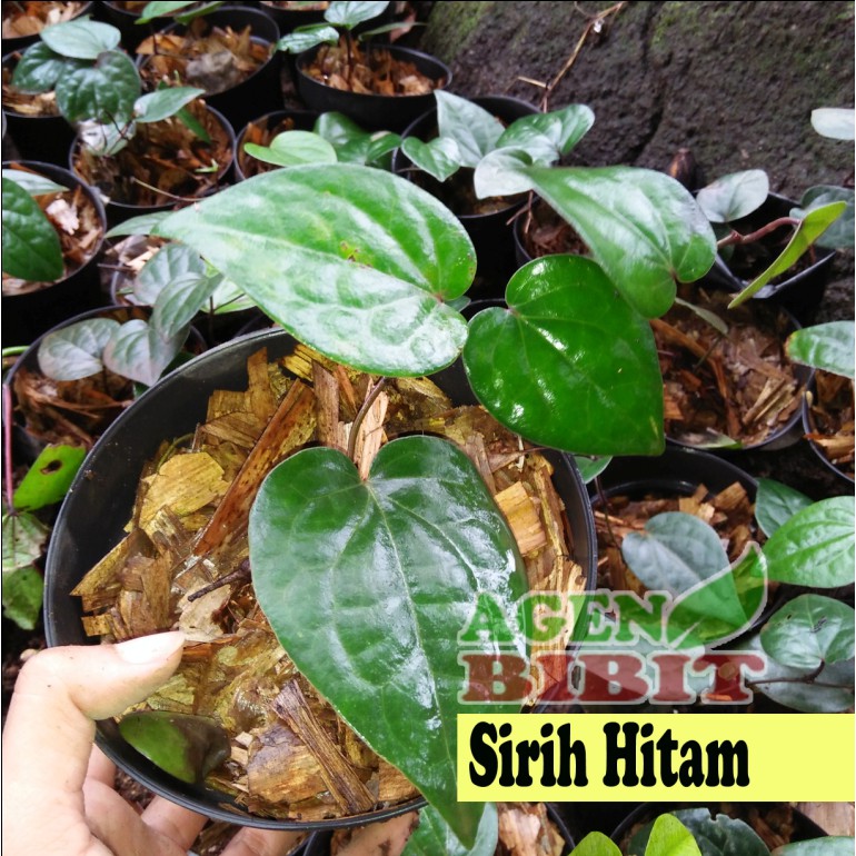 Bibit Tanaman Sirih Hitam - Pohon Daun Sirih Hitam - Sirih Hitam Rambat