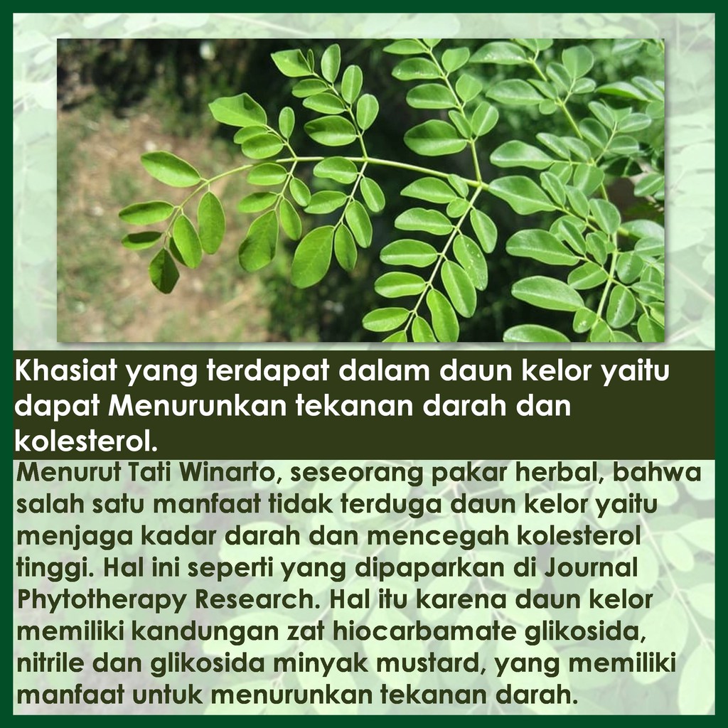 Obat Darah Tinggi Hipertensi Herbal Walatra Keloreena Dari Ekstrak Daun Kelor 100 Original Indonesia