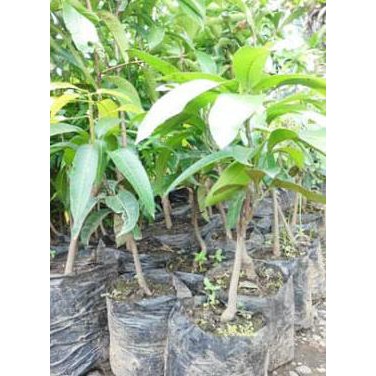 Original Bibit Mangga Mahatir Unggul Dan Terbaik Kw+
