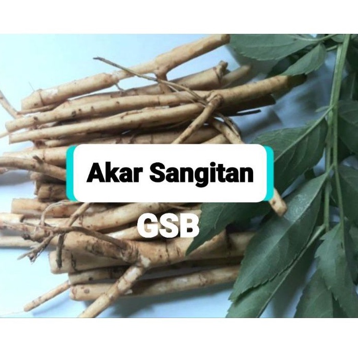 

Akar sangitan segar sambucus javanica 250 gram