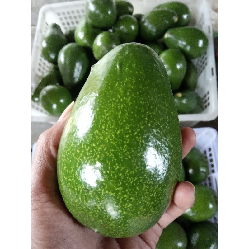 

alpukat mentega segar 1kg