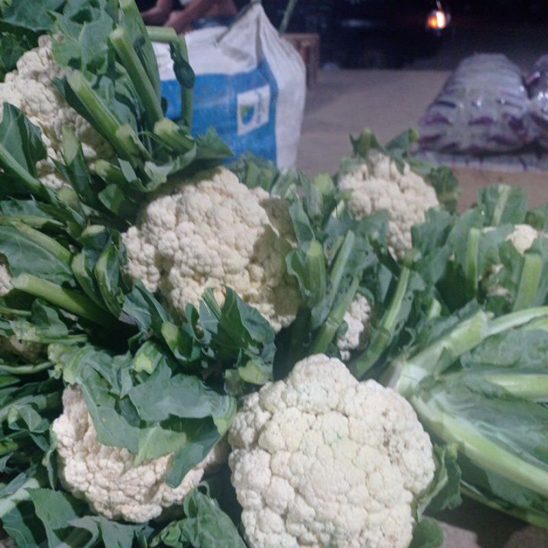 

KEMBANG KOL 1KG