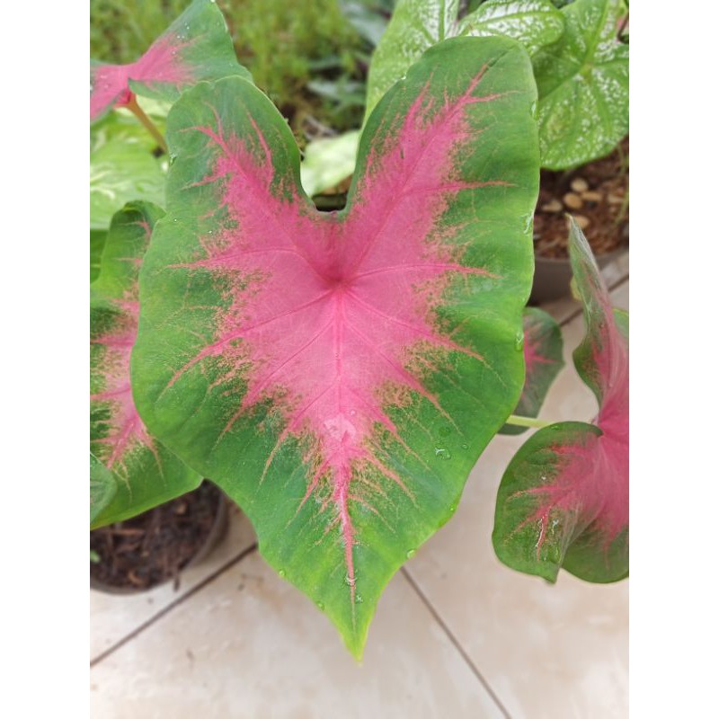 Tanaman hias Keladi pink love - keladi pink love