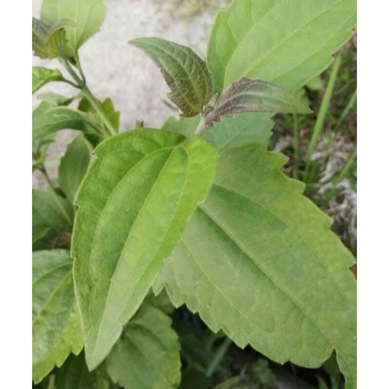 

Daun kirinyuh/kopasanda 500gram