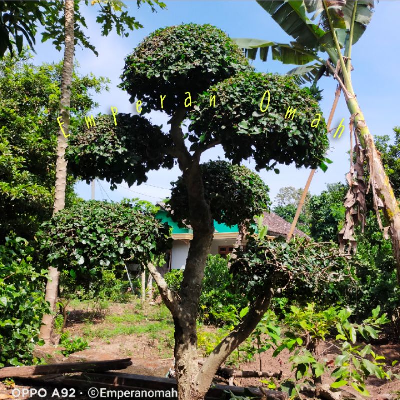 Bibit Tanaman Hias Bonsai Serut Sudah Jadi Siap Dongkrak