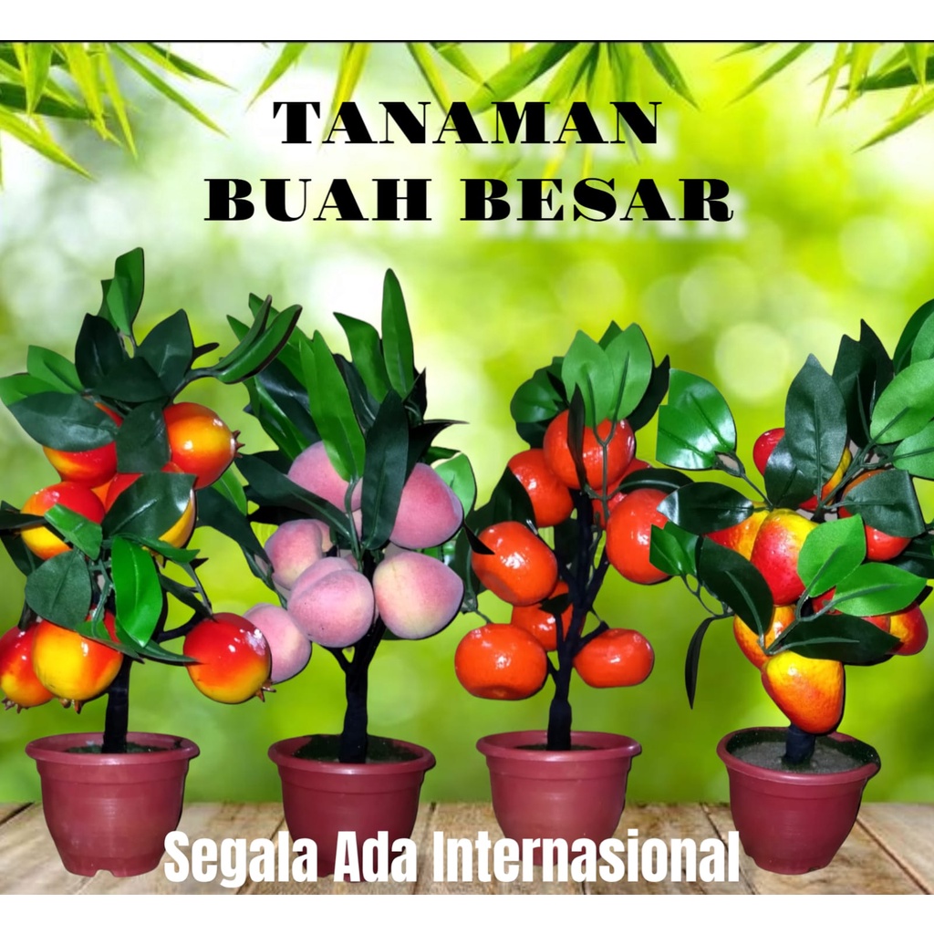 Tanaman Buah Dekorasi Tanaman Hias Rumah