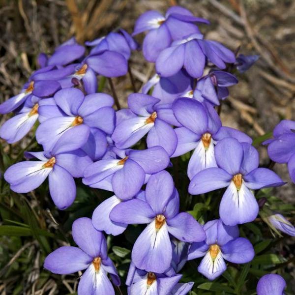 Benih Bibit Biji - Bunga Birdsfoot Violet Flower Seeds - IMPORT