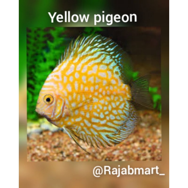 Discus yellow pigeon 5cm ( 2 inch )