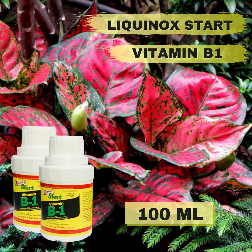 LIQUINOX START VITAMIN B1 UNTUK TANAMAN ORIGINAL