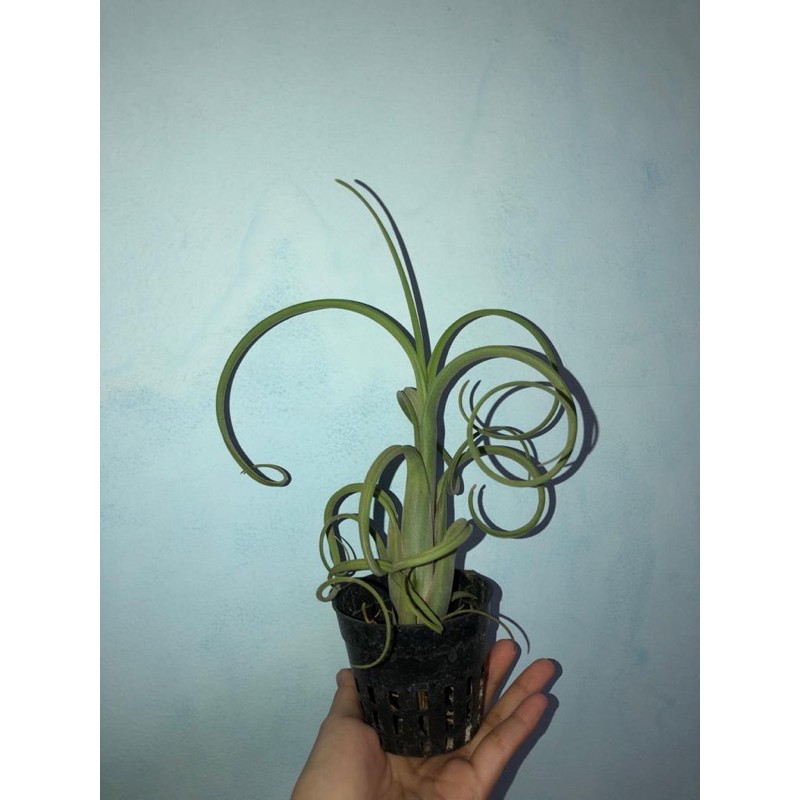 Tillandsia Intermedia Giant